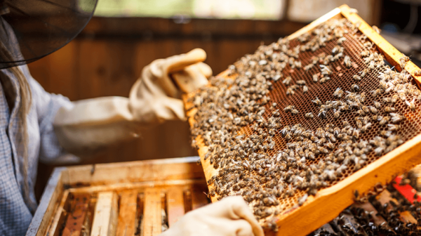 Sustainable Corporate Gifting Programs